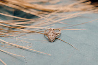 Vanessa & Sean-13
