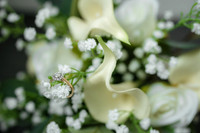 WEDD T + S00012