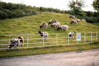 250607-Michaela & Colm-1015