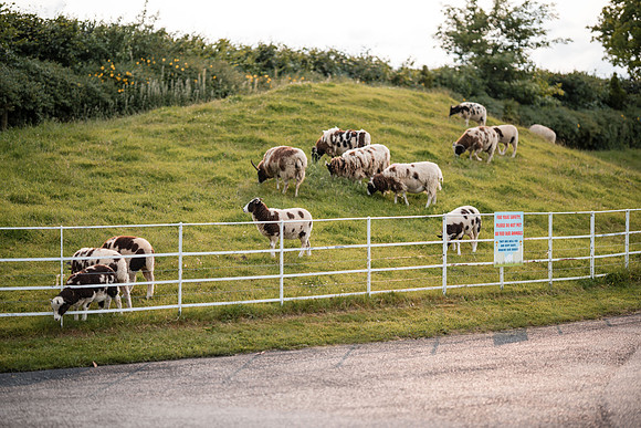 250607-Michaela & Colm-1015