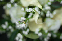 WEDD T + S00011